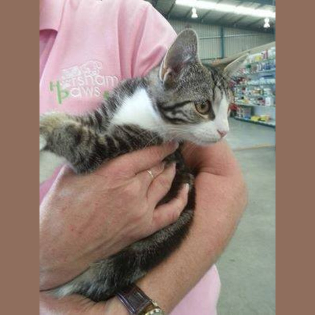 Photo of Stunt Man (C990)