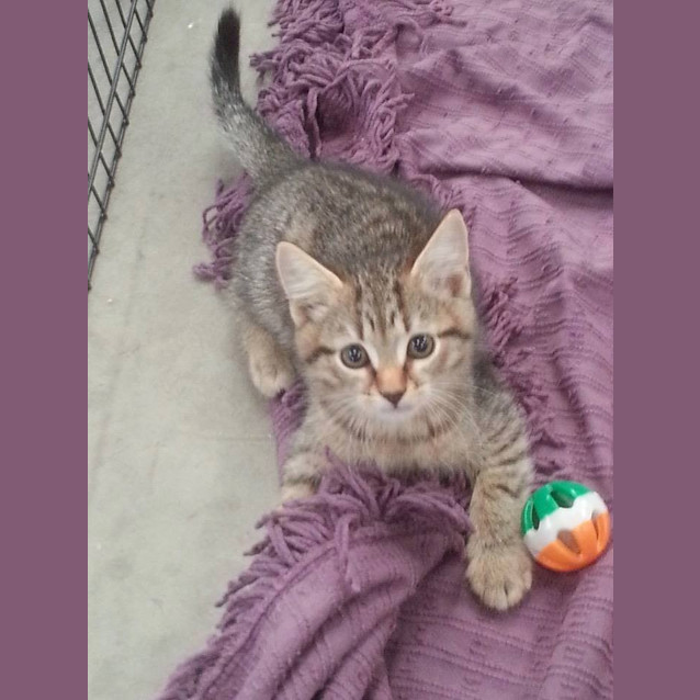 Photo of Lassila (C991) 