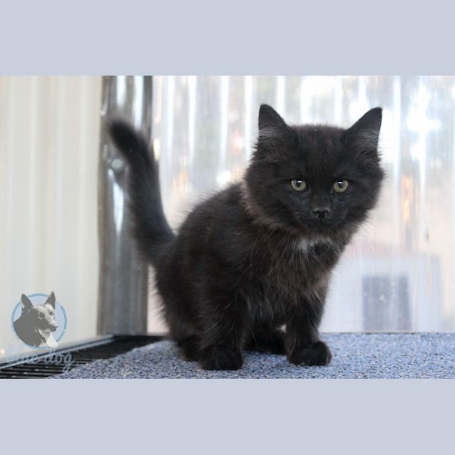 Photo of Chico (C996) 