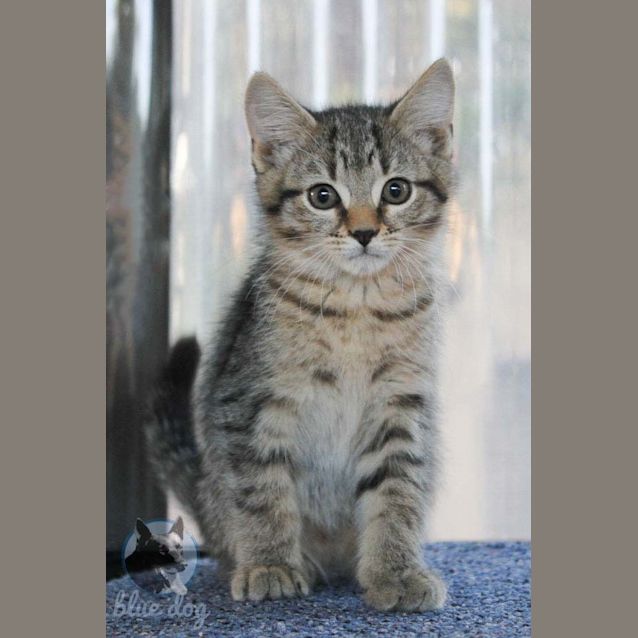 Photo of Morris (C992) 