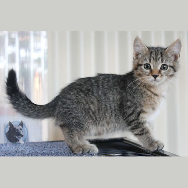 Photo of Morris (C992) 