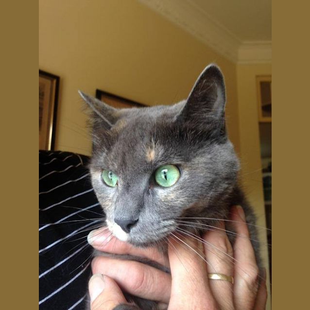 Photo of Felice (C994) 