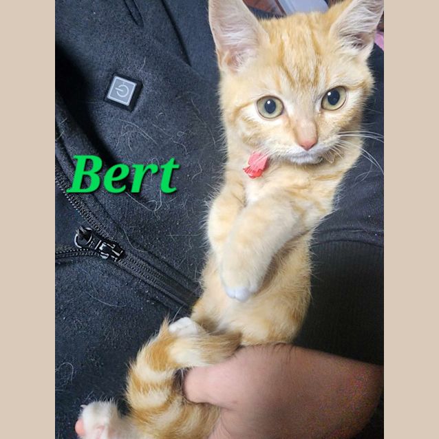 Photo of Bert