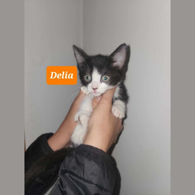 Photo of Delia