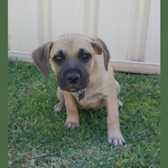 Photo of Bohdi *On Trial In His New Home*