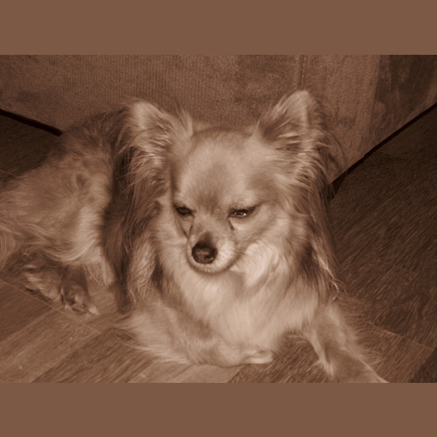 Photo of Nemo