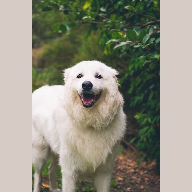 Photo of Nemo *Adoption Pending*