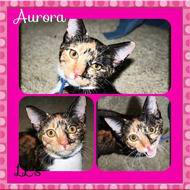 Photo of Aurora