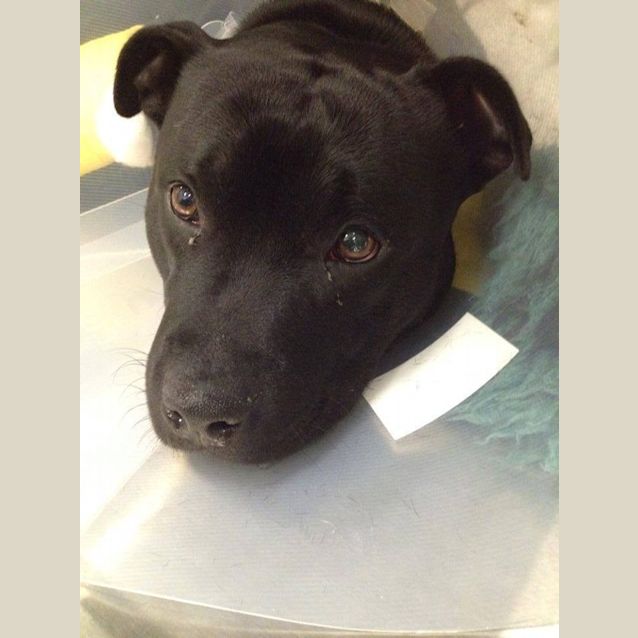 Photo of Sabu *The Beautiful Three Legged Staffy*
