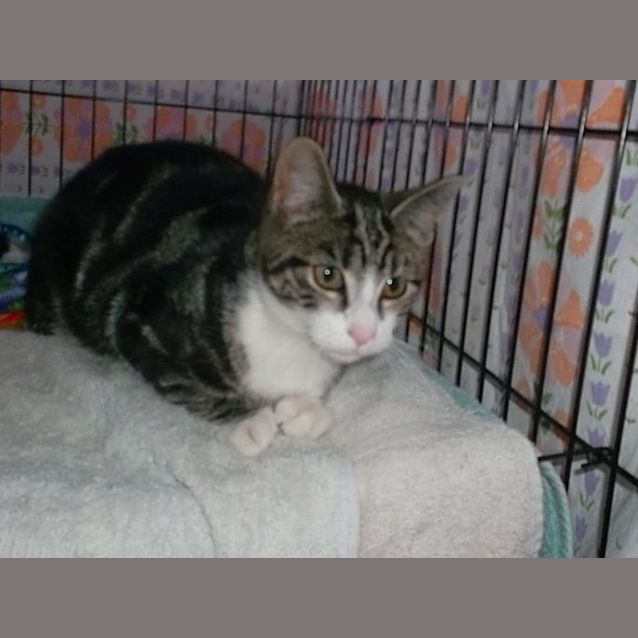 Photo of Angus
