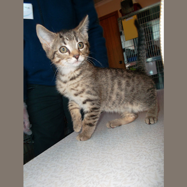 Photo of Sage