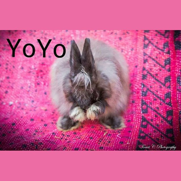Photo of Yo Yo