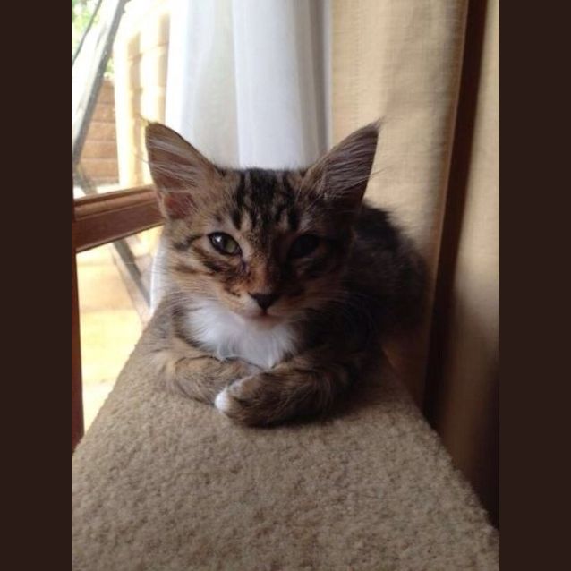 Photo of Poppy