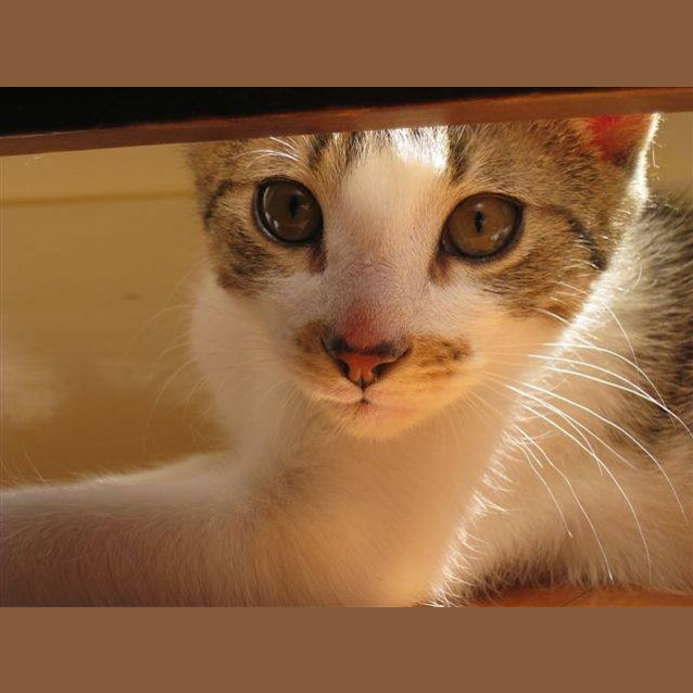 Photo of Henry The Handsome!