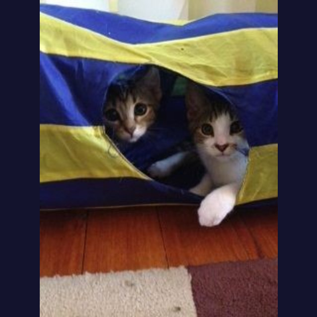 Photo of Henry The Handsome!