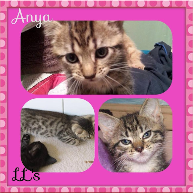 Photo of Anya