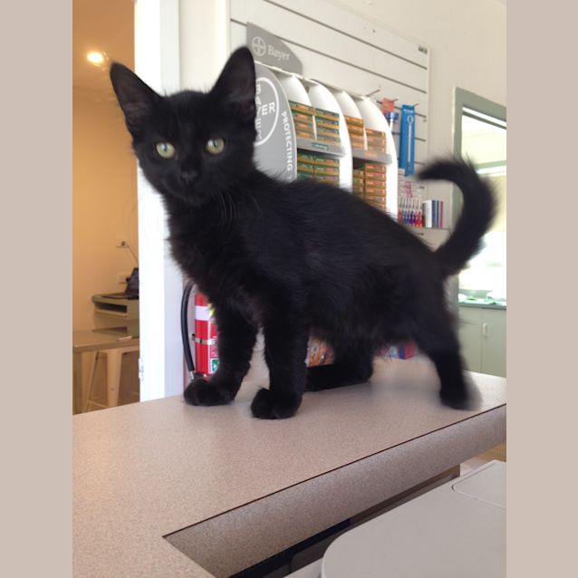 Photo of Midnight The Magnificent 