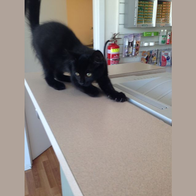 Photo of Midnight The Magnificent 