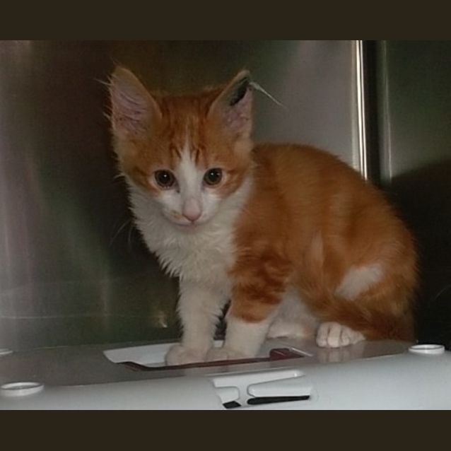 Photo of Chester