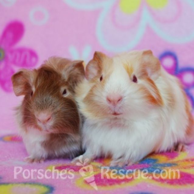 Photo of Melba And Angelcake