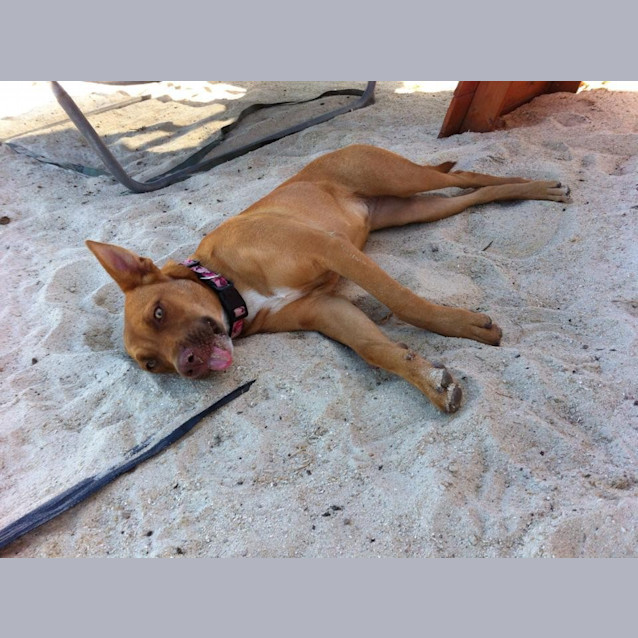 Photo of Rubi  Needs A Dog Companion 