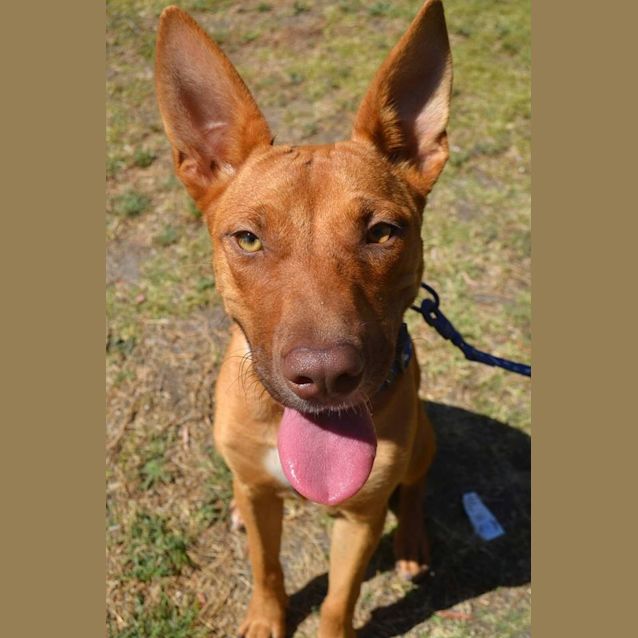 Photo of Rubi  Needs A Dog Companion 