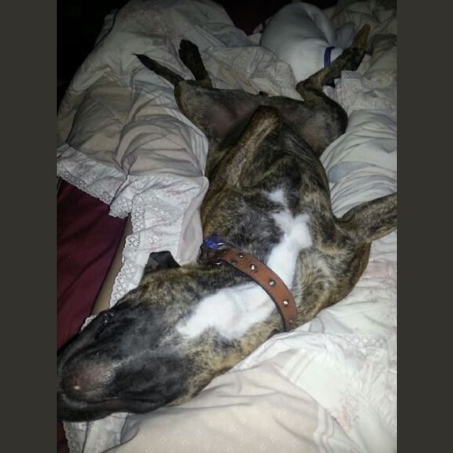 Photo of Ziggy (Adopted By Foster Carer)