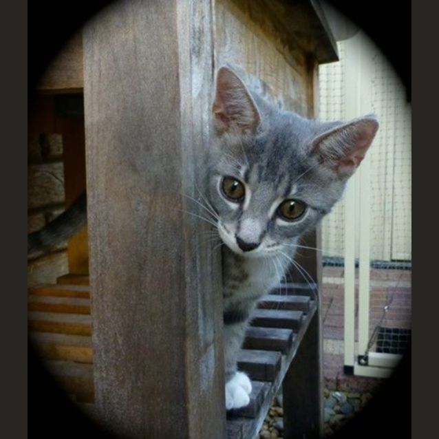 Photo of Turbo