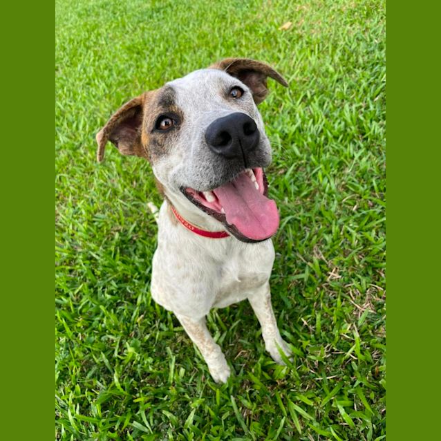 Photo of Blitzen