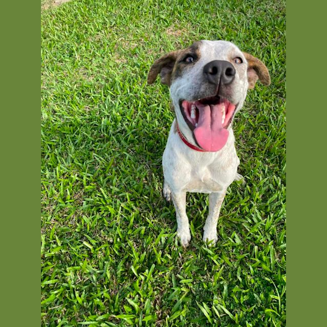 Photo of Blitzen