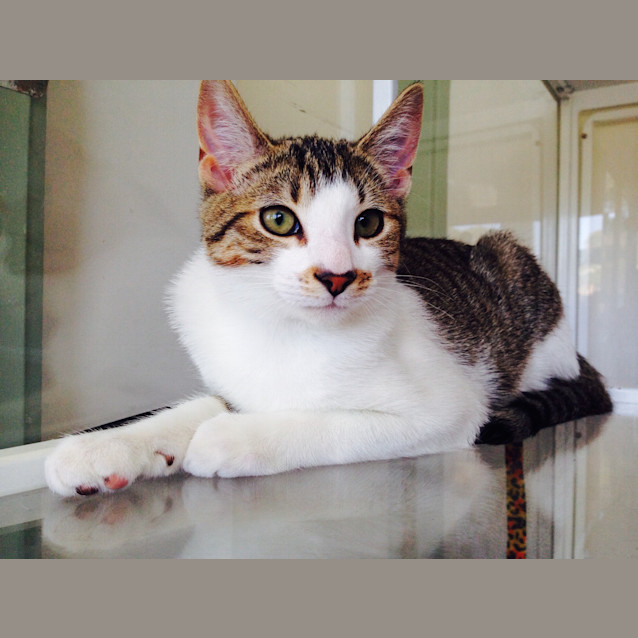 Photo of Henry The Handsome!