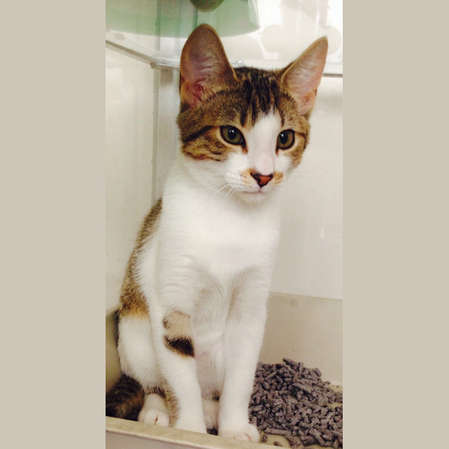 Photo of Henry The Handsome!