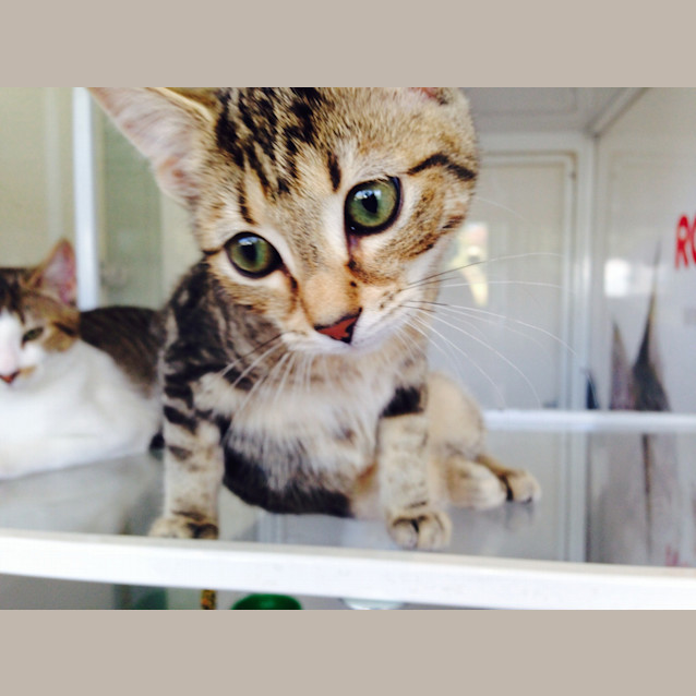 Photo of Bonnie The Beautiful  