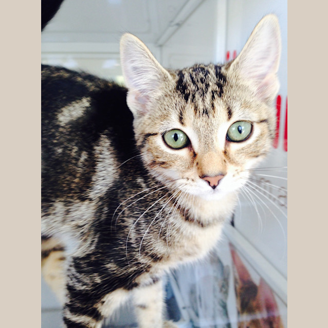 Photo of Bonnie The Beautiful  