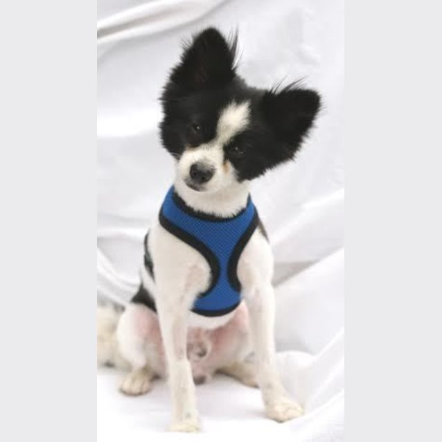 Photo of Toby