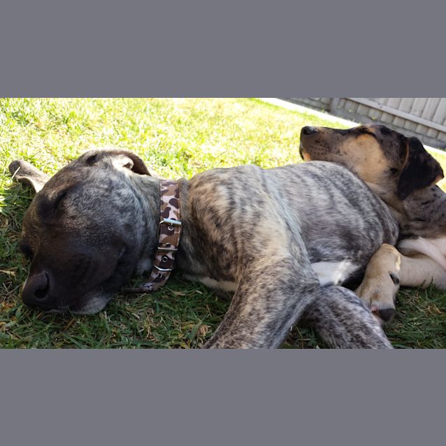 Photo of Scarface Claw Great Dane X Good With Cats