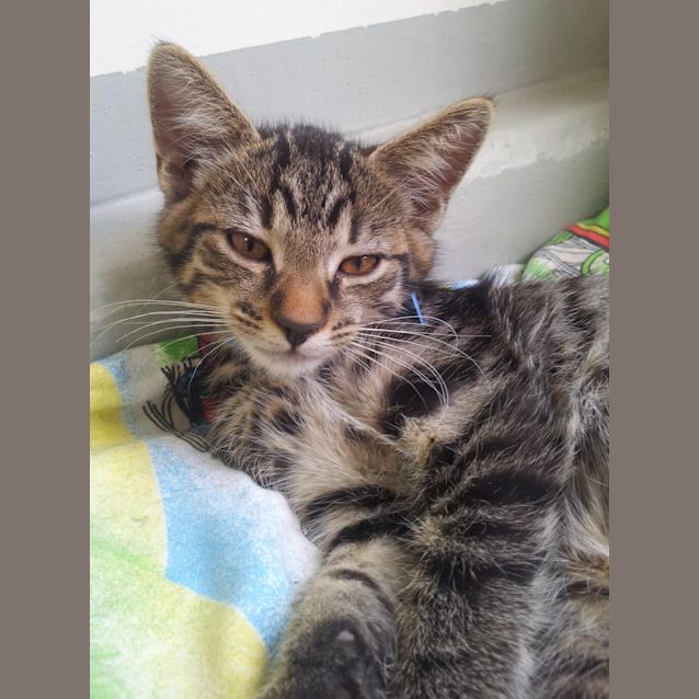 Photo of Maverick