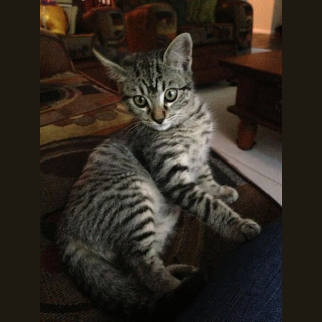 Photo of Rambo