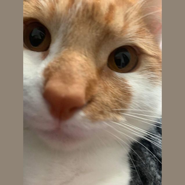 Photo of Harry M *9 Lives Project Rescue*