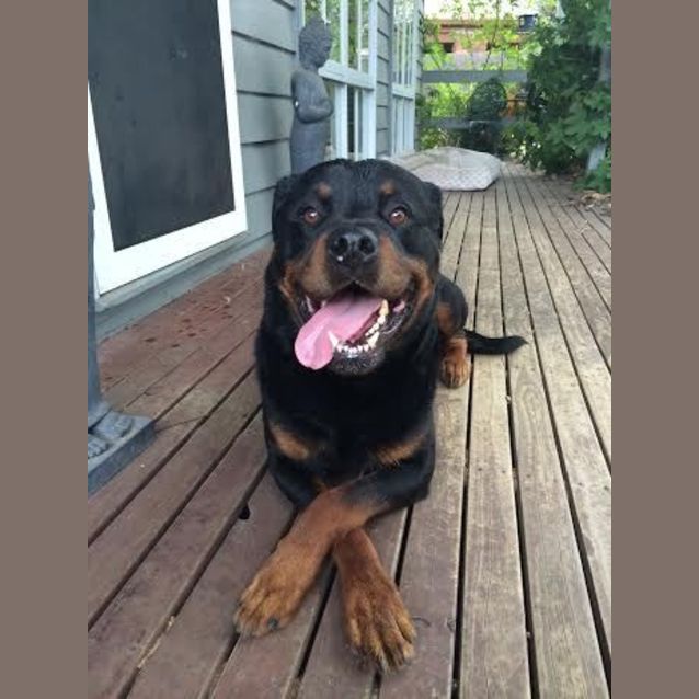 Photo of Tonka