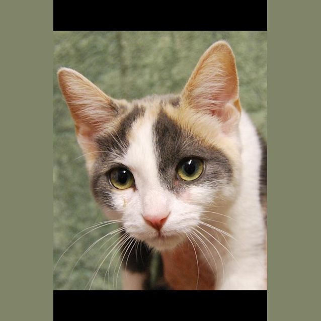 Photo of Patches
