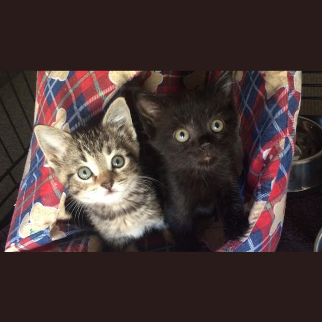 Photo of Pari   Not Available Until March 30th