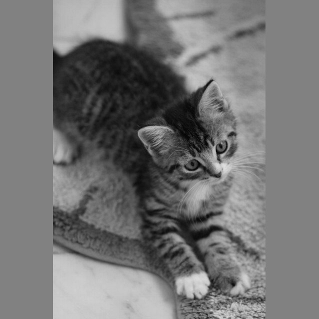 Photo of Pasha   Not Available Until March 30th