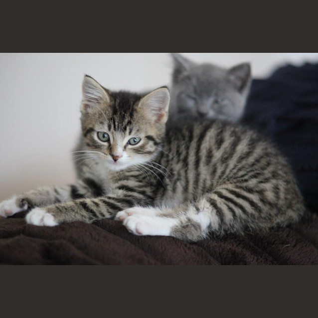 Photo of Pasha   Not Available Until March 30th