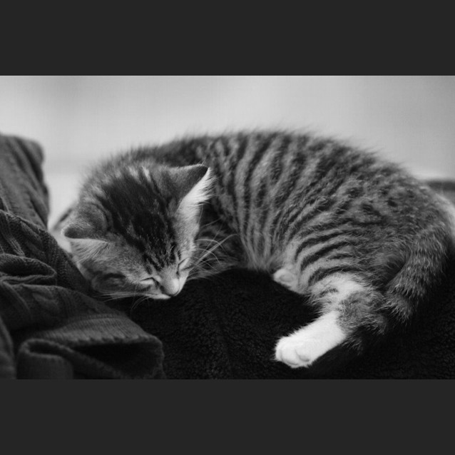 Photo of Pasha   Not Available Until March 30th