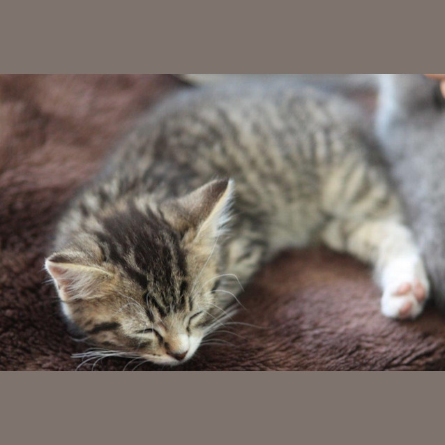 Photo of Pasha   Not Available Until March 30th