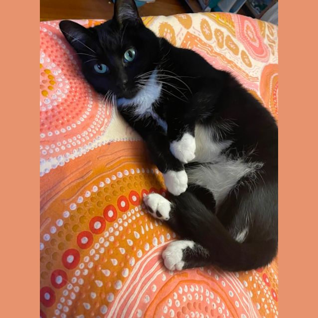 Photo of Sooty *9 Lives Project Rescue*