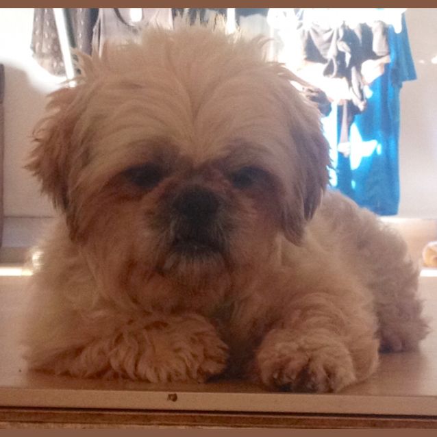 Photo of Dolly