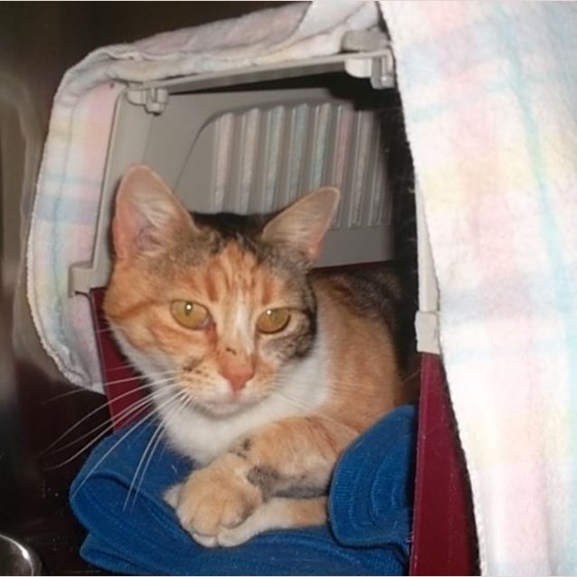 Photo of Simba