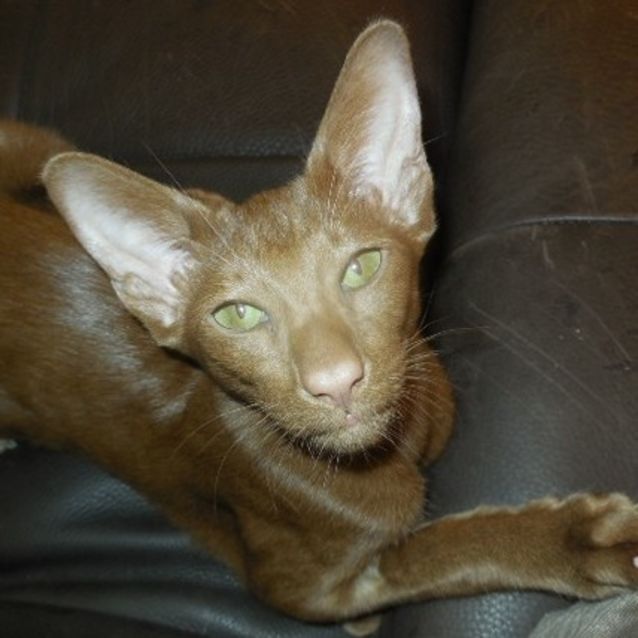 Photo of Woodie 